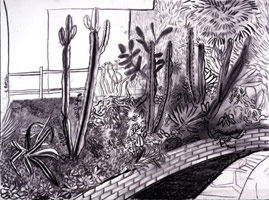 David Hockney /  
Cactus Garden, 2000 /  
charcoal on paper /  
28 1/2 x 36 1/2 in. (fr) (72.4 x 92.7 cm)