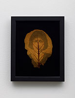 Binh Danh / 
The Botany of S-21 #1, 2006 / 
chlorophyll print and resin / 
Framed: 11 x 9 in. (27.9 x 22.9 cm)
