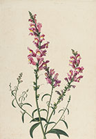 Pancrace Bessa / 
Snapdragons, c. 1820 / 
watercolor, with touches of gouache, over a pencil underdrawing / 
17 1/8 x 12 in. (43.5 x 30.5 cm)