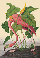 Penelope Gottlieb / 
Colocasia esculenta, 2023 / 
acrylic and ink of a digital reproduction of an Audubon print / 
Paper: 60 x 40 in. (152.4 x 101.6 cm) / 
Framed: 62 x 42 in. (157.5 x 106.7 cm)